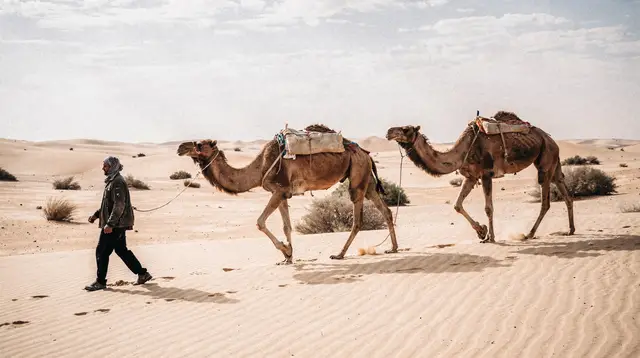 Camel trekking in the Tunisian Sahara